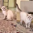 الصورة الأولى