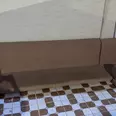الصورة الأولى