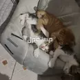 الصورة الأولى