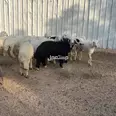 الصورة الأولى