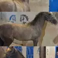 الصورة الأولى