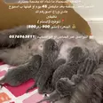 الصورة الأولى