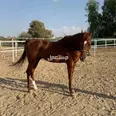 الصورة الأولى
