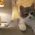 الصورة الأولى