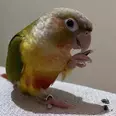 الصورة الأولى