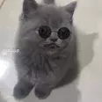 الصورة الأولى