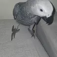 الصورة الأولى