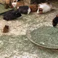 الصورة الأولى