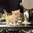 الصورة الأولى