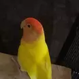 الصورة الأولى