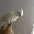 الصورة الأولى