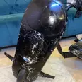 الصورة الأولى