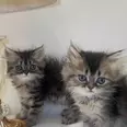 الصورة الأولى