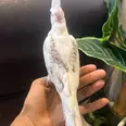 الصورة الأولى