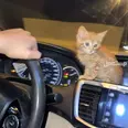 الصورة الأولى