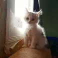 الصورة الأولى