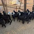الصورة الأولى