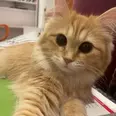 الصورة الأولى