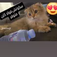 الصورة الأولى