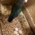 الصورة الأولى