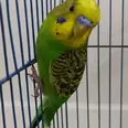 First Image