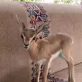 الصورة الأولى