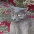 الصورة الأولى
