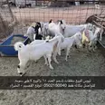 الصورة الأولى