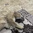 الصورة الأولى