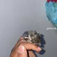 الصورة الأولى