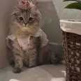 الصورة الأولى