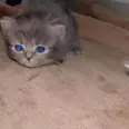 الصورة الأولى