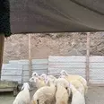 الصورة الأولى