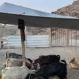 الصورة الأولى