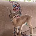 الصورة الأولى