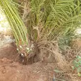 الصورة الأولى