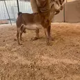 الصورة الأولى