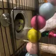 الصورة الأولى