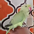 الصورة الأولى