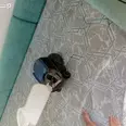 الصورة الأولى