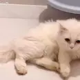 الصورة الأولى