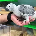 الصورة الأولى