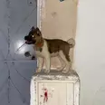 الصورة الأولى