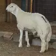 الصورة الأولى