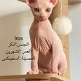 الصورة الأولى