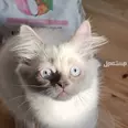 الصورة الأولى