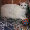 الصورة الأولى