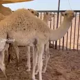 الصورة الأولى