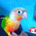 الصورة الأولى