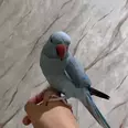الصورة الأولى